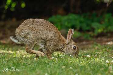 Wildkaninchen_009