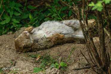 Wildkaninchen_010