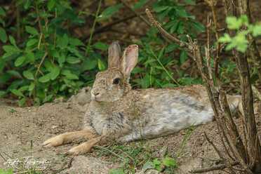 Wildkaninchen_011