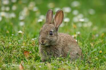 Wildkaninchen_012