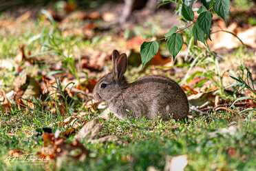 Wildkaninchen_013