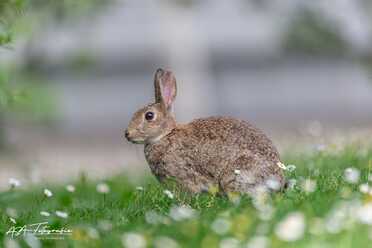 Wildkaninchen_014