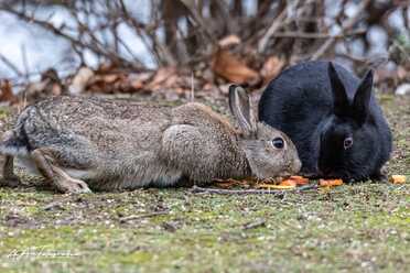 Wildkaninchen_015