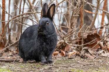 Wildkaninchen_016