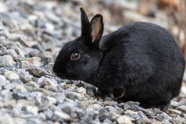 Wildkaninchen_017