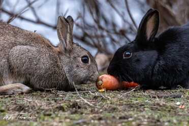 Wildkaninchen_018