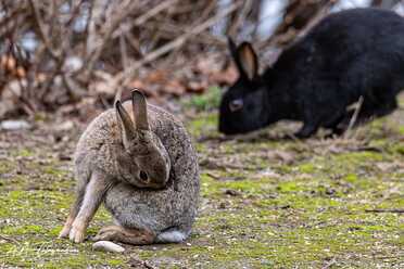 Wildkaninchen_019