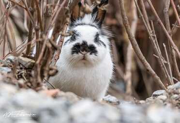 Wildkaninchen_020