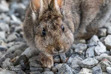 Wildkaninchen_021
